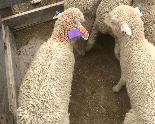 Campo Ganadero 6400 Has Telsen Chubut