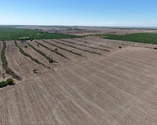 Juan Martin de Pueyrredón, San Luis - 2.350 Ha