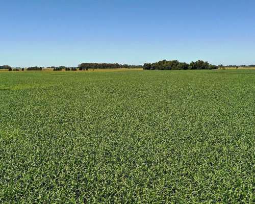 Campo Agrícola 120 HA, Bolivar (bs. As.)
