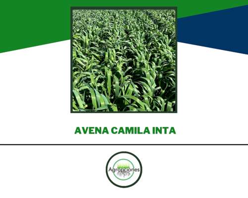 Semilla de Avena Camila Inta - Nuevo Material 2026