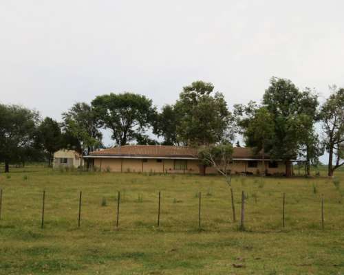 Saladillo – 487 ha - Buenos Aires