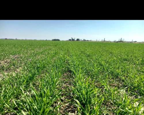 Oportunidad de Inversion. Campo Agricola