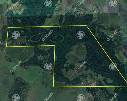 Campo en Venta de 1150 Has en Formosa. Cerca de Ruta Nac. 11