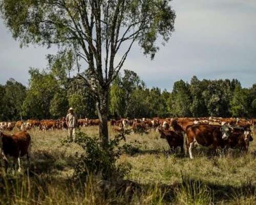 60 Vaquillonas 2/3/4 Paricion Vacías Invernada Buena