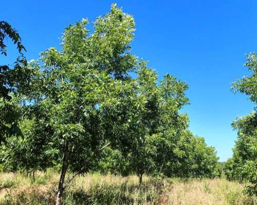 4 Ha de Plantación de Nuez Pecán