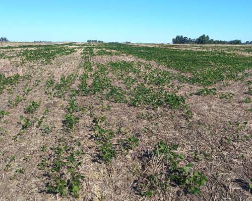 Gral. Alvear 74 Has. Agrícolas