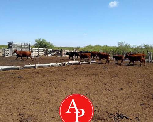 En Venta 30.000 HA. Algarrobo del Águila, la Pampa
