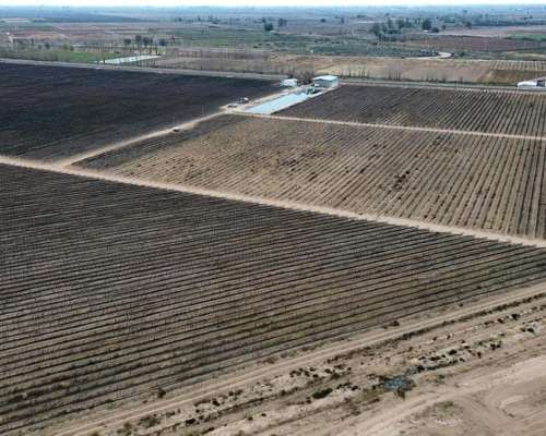 74 Has Carril Chimbas Pozo Nuevo, Goteo y Tela Antigranizo