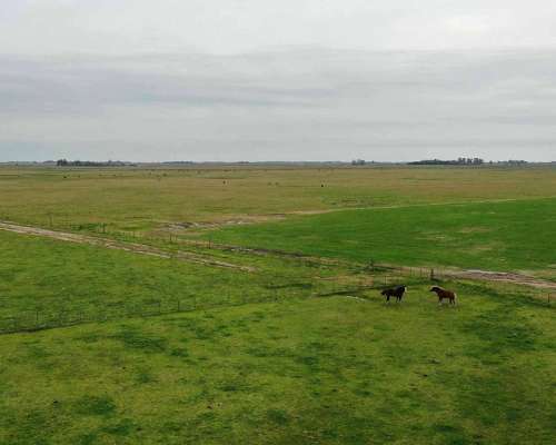 Pcia. de Buenos Aires - Chascomus 498 Ha