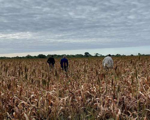 Vendo 3800 Has. Mixtas en el Norte de Santa FE.