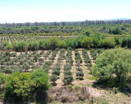 Campo Agrícola Ganadero 285 HA, las Playas, Córdoba.