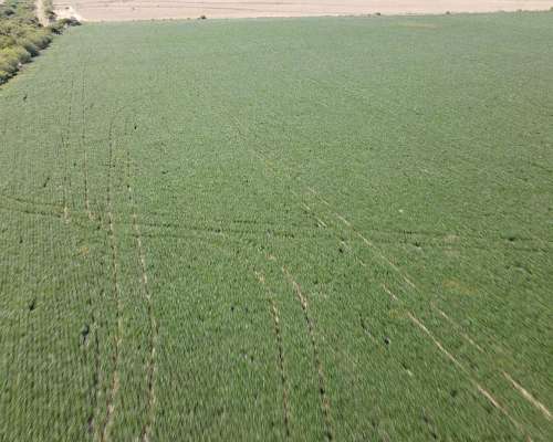 60 Hectáreas Agrícolas Sobre Ruta, Larroque, Entre Rios.
