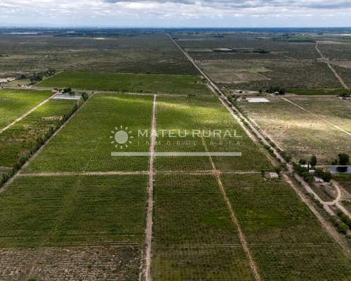 58 Has. Finca con Parrales en Santa Rosa, Mendoza