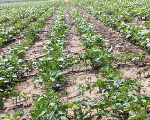 Vendo Campo Mixto en el Bobadal.