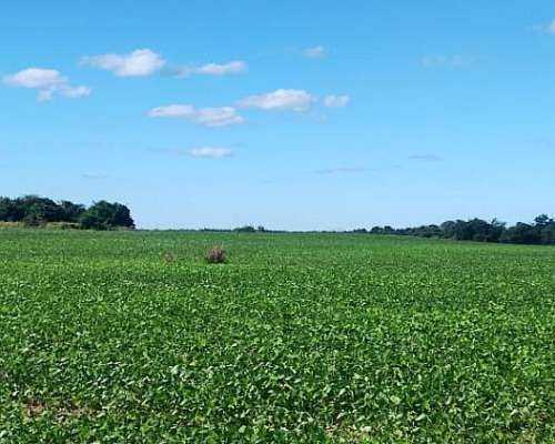 120 Has. Agrícola Venta. Embarcación Salta
