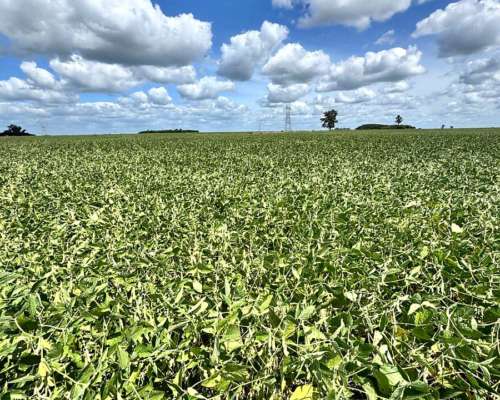 Oportunidad 100 Hectáreas Agricolas
