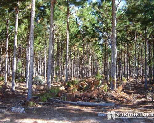 Concepción, Corrientes - 2.793 Ha