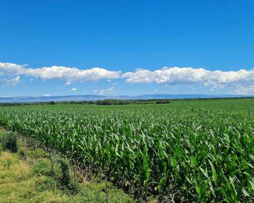 Vendo 215 Ha en Rio Cuarto