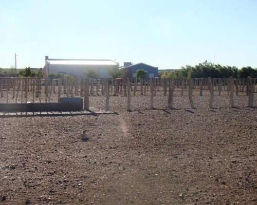 Campo en la Pampa 32500 Has