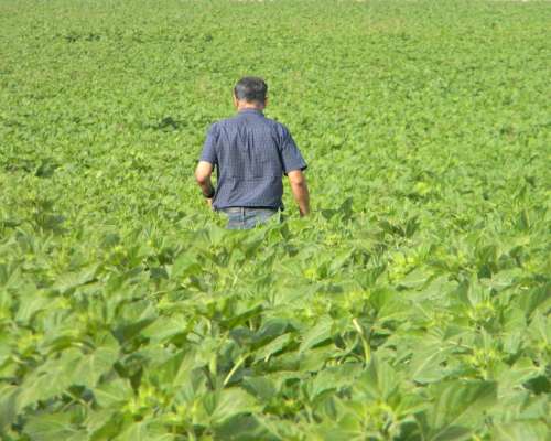 300ha en Coronel Suarez con Riego X Pivot Central
