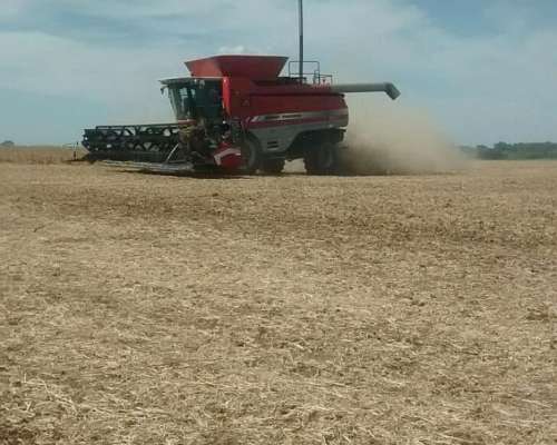 Cosechadora Massey Ferguson 9895