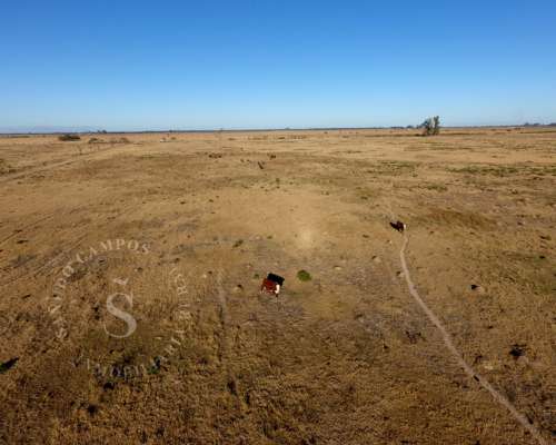 Campo Ganadero. Hipatia, Santa FE. 118 HA.