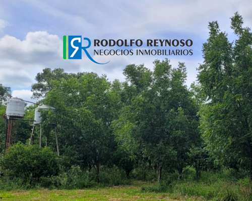 Campo de 4 Hectáreas - Nuez Pecan/apicultura/agrícola