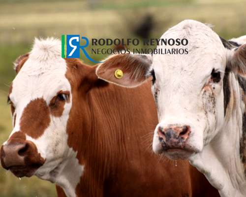 30 HA. San Cipriano, Dto. Uruguay. Entre Ríos