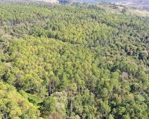 Se Vende Campo 740 Ha Ganadero-forestal en San Vicente, Misi