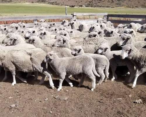Venta Estancia Zona los Tamariscos Chubut 15.000 Hectáreas