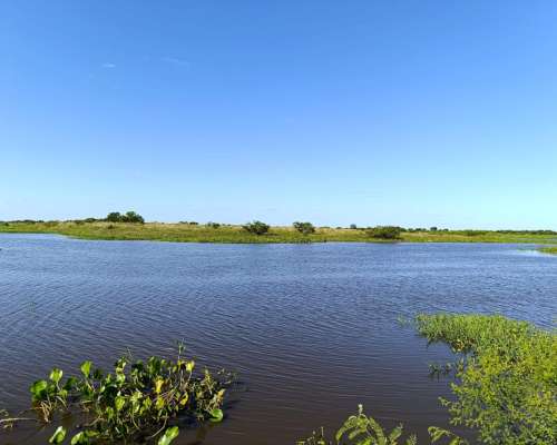 Isla Ganadera 56 Ha en Venta – Alejandra, Santa FE