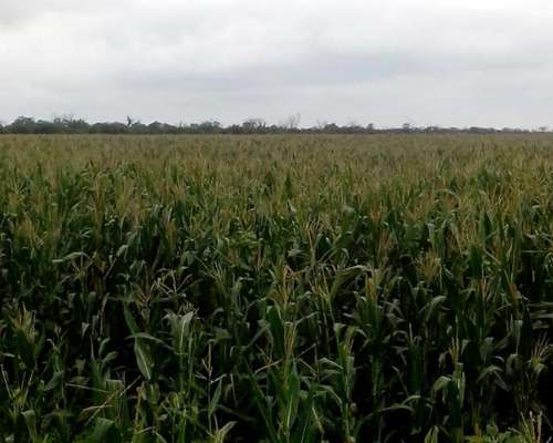 El Bobadal, Jimenez, Santiago del Estero, Argentina