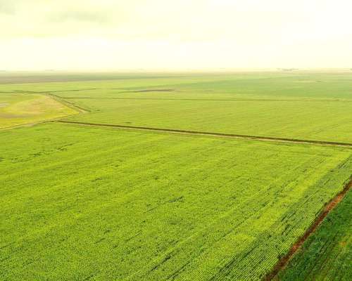 Campo Mixto 1500 HA, Pila (bs. AS)