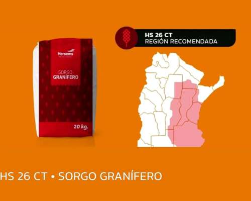 Sorgo Granifero Hersems Hs 26