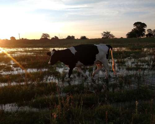 Vendo 2 Vaquillonas Recién Paridas. Promedio de Leche 25 LIT