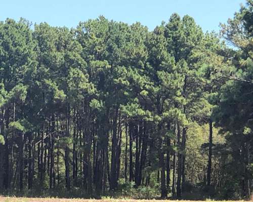 Pinar de Andino 21 Ha - 50 % Agrícola 50 % Bosque de Pinos