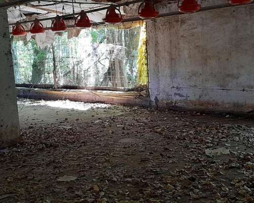 Bebederos y Comederos para Galpón de 70 Metros