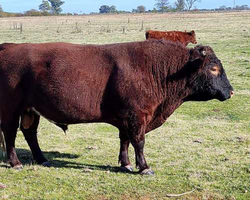 Vendo Toro Angus Colorado de Dos Años y Medio