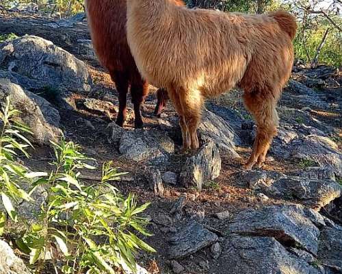 Vendo Llamos Castrados Dos Años