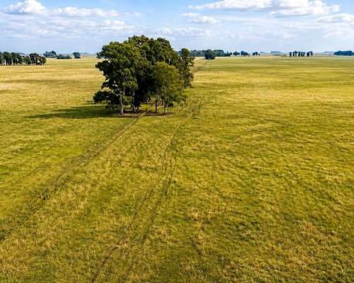 Martin Colman, Rauch, Buenos Aires - 550 Ha