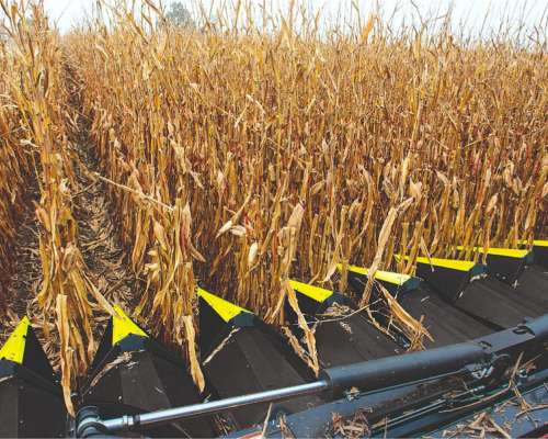 Cabezal Maicero Drago GT – Máxima Eficiencia, Mínimo Desperd