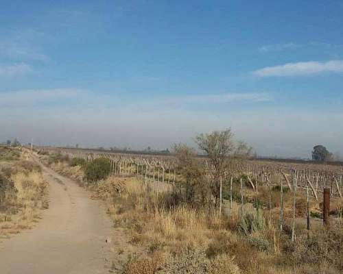 Venta Campo Mendoza , Junin 77.8ha.