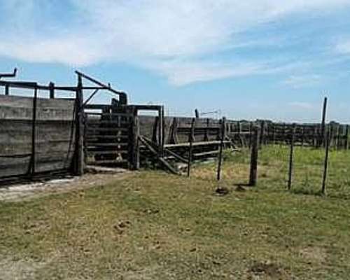 Alquiler 500 Ha de Cria Sobre la Ruta 11 Castelli