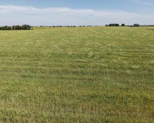 60 Hectáreas Agrícolas Sobre Ripio, Gualeguaychú.