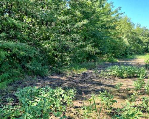 Mercedes. Oportunidad 13 Has Agrícolas . Excelente Ubicación