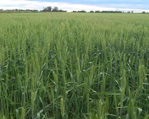 Campo Agricola Entre Rios