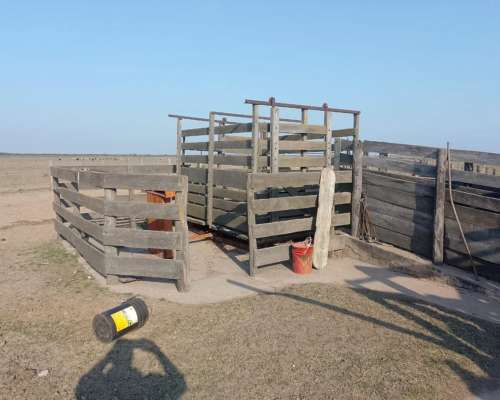 Venta Campo a Tranquera Cerrada (con 900 Vientres Bradford)