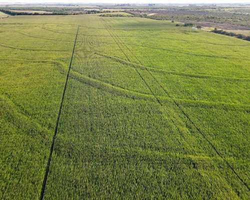 80 Hectáreas Agrícolas Rosario del Tala