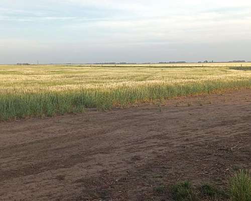 Vendo Buen Campo Mixto