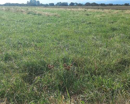 Campo Mixto 42 Hectareas Entre Rios
